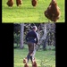 Top photo shows our chooks coming running to us , then it’s a case of pied piper lol