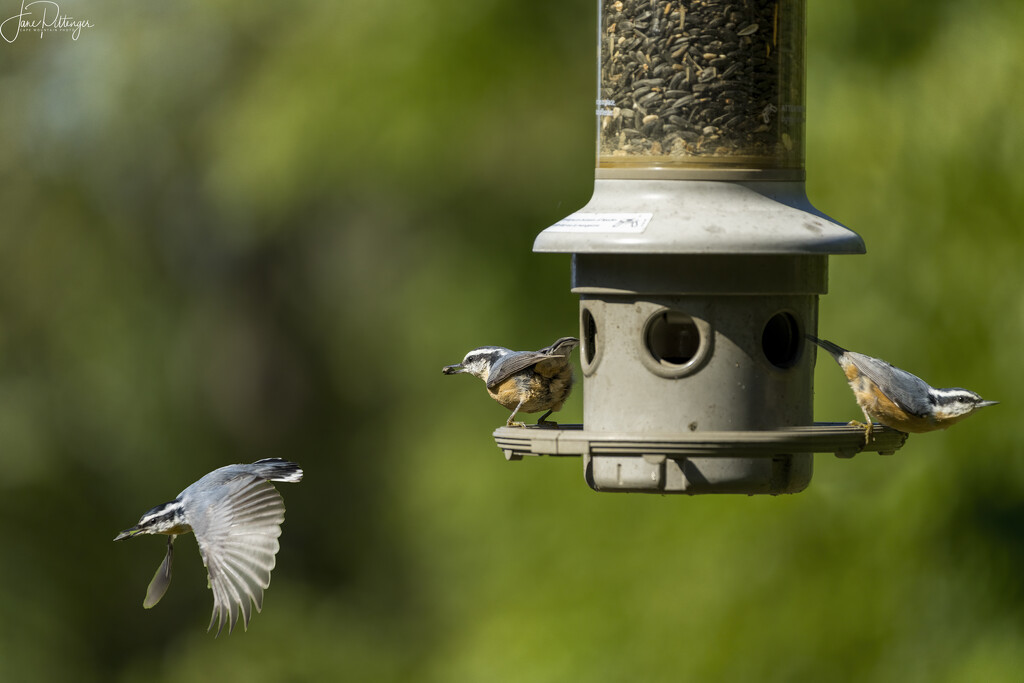 Nuthatches at the Feeder by jgpittenger