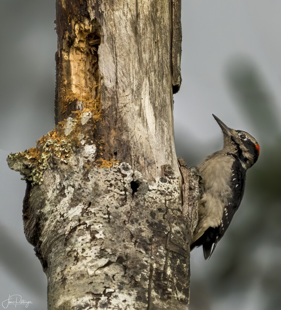 Acorn Woodpecker  by jgpittenger