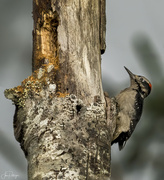 1st Oct 2023 - Acorn Woodpecker 
