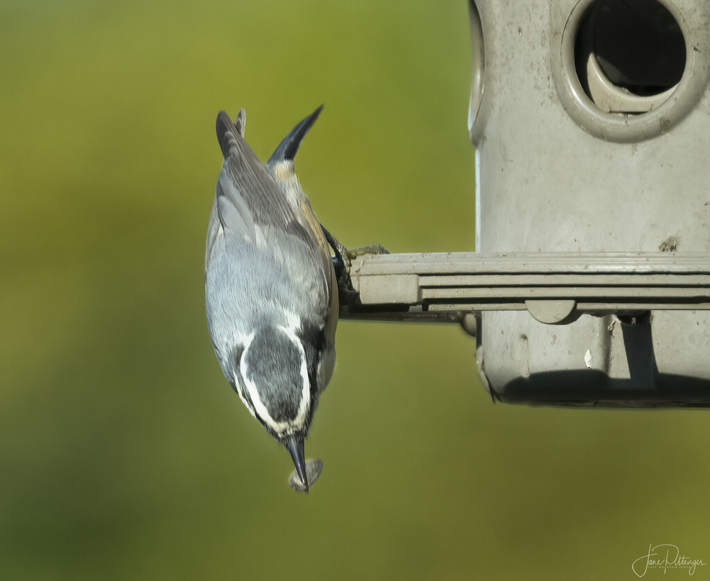Nuthatch About to Dive by jgpittenger