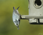 1st Oct 2023 - Nuthatch About to Dive