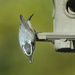 Nuthatch About to Dive