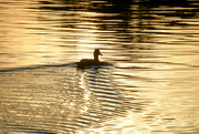 29th Sep 2023 - Ripples of Gold