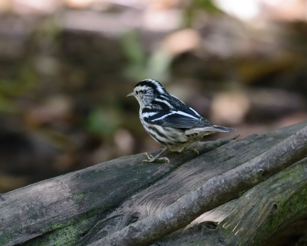 LHG_0233 Black and white warbler at shell mound by rontu