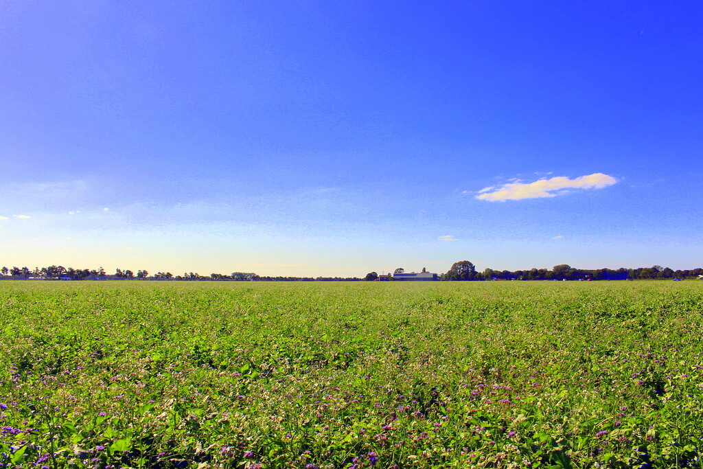 And a field full off.  by pyrrhula