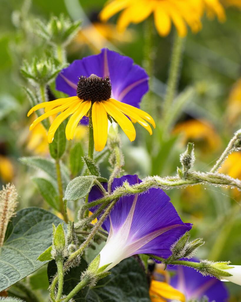 yellow and. blue by aecasey