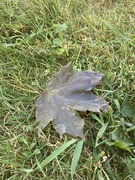 30th Sep 2023 - Maple Leaf 
