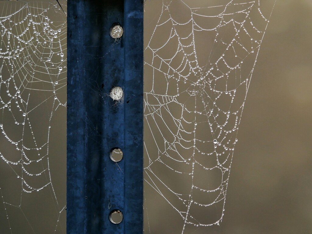 Spiderwebs by ljmanning