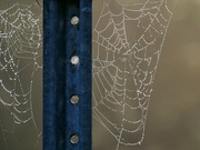 30th Sep 2023 - Spiderwebs