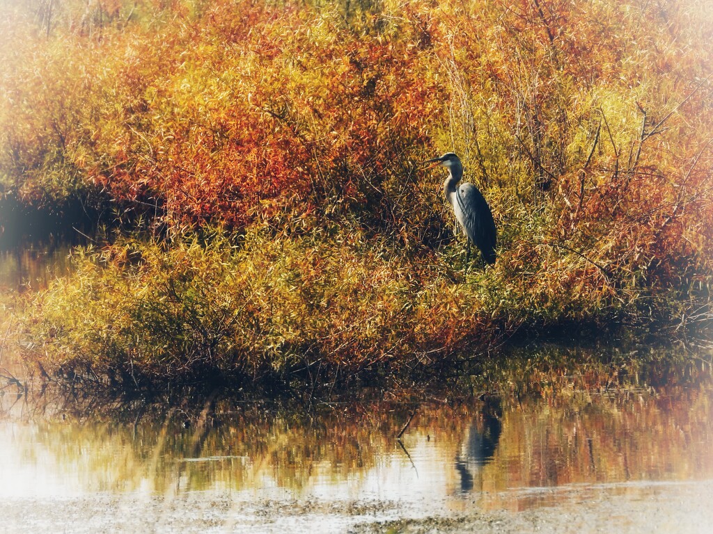 heron in autumn by amyk