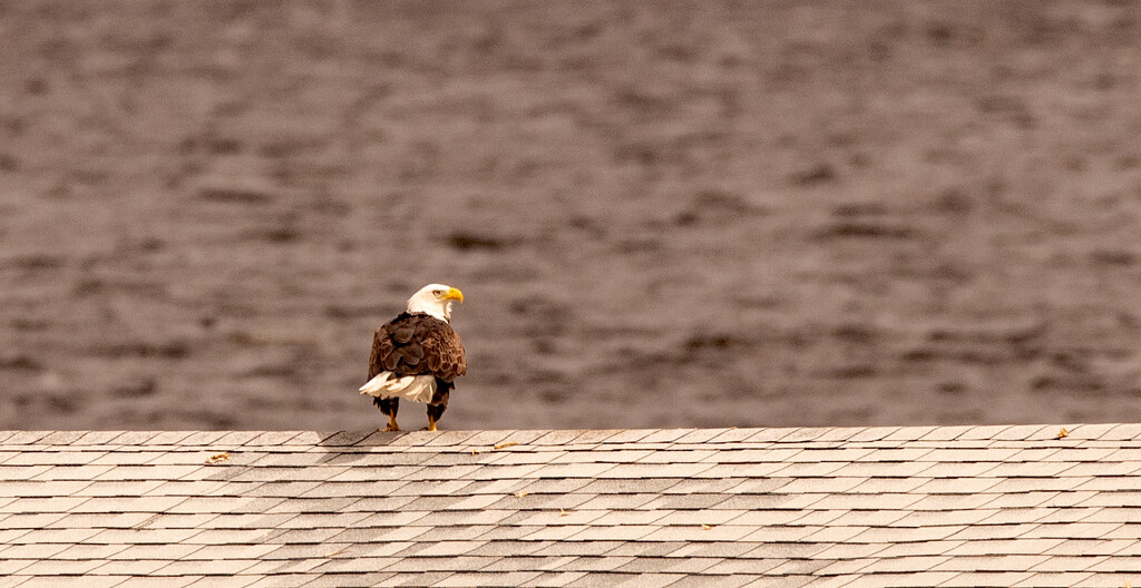 Bald Eagle on the Boat House! by rickster549