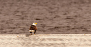 30th Sep 2023 - Bald Eagle on the Boat House!