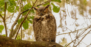 30th Sep 2023 - Great Horned Owl!