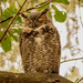 Great Horned Owl!