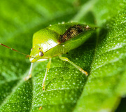 1st Oct 2023 - Green bug 