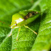Green bug 