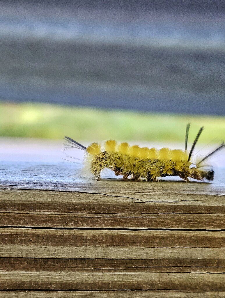 American dagger moth caterpillar by edorreandresen