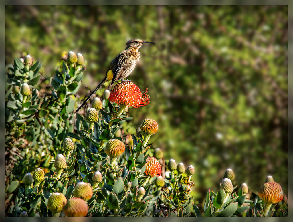 A Sugarbird gracing the Pincushions by ludwigsdiana