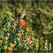 A Sugarbird gracing the Pincushions