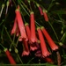 9 29 Firecracker Penstemon