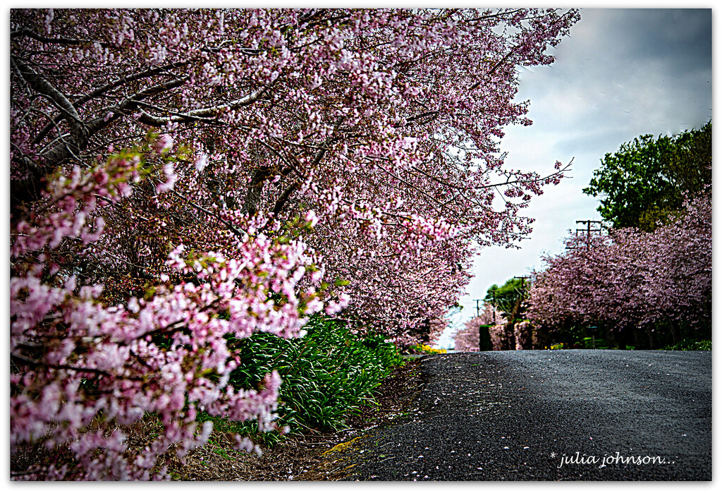 Avenue of Cherry Tree's by julzmaioro