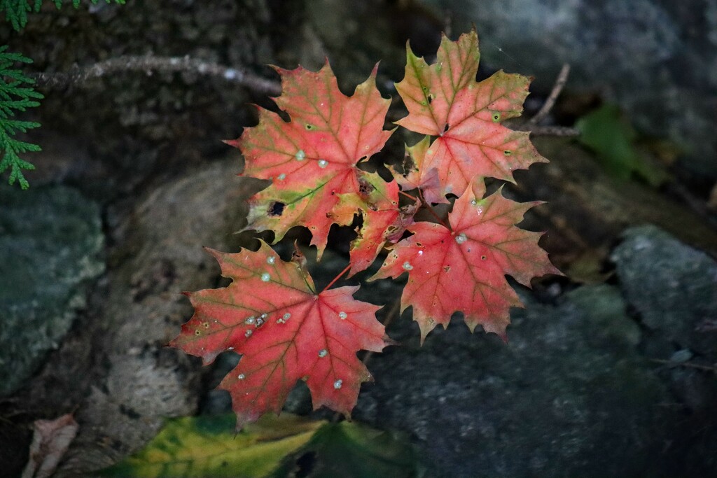 Autumn Maple Leaves by princessicajessica