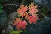 30th Sep 2023 - Autumn Maple Leaves