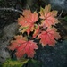 Autumn Maple Leaves