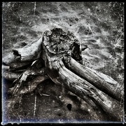 1st Oct 2023 - Driftwood