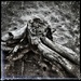 Driftwood by aq21