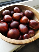 22nd Sep 2023 - Conkers 