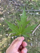 1st Oct 2023 - Silver Maple Leaf