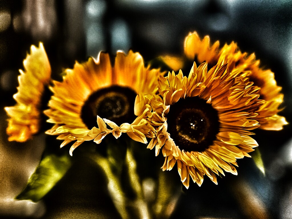 Sunflowers by phil_sandford