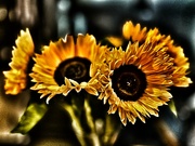 30th Sep 2023 - Sunflowers
