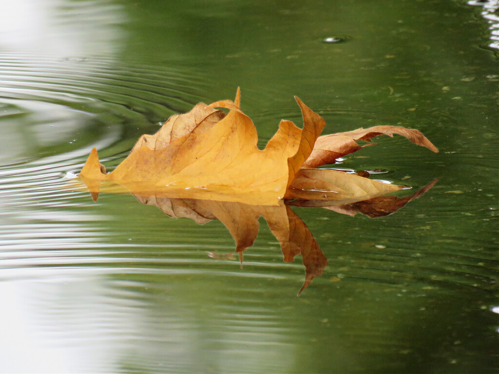 Fallen Leaf by seattlite