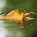 Fallen Leaf by seattlite