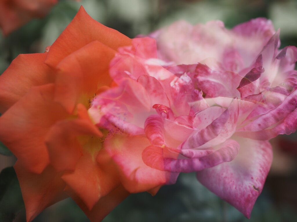 Colourful roses by monikozi