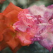Colourful roses by monikozi