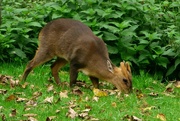 1st Oct 2023 - Reeves Muntjac