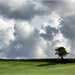 Lone tree, big sky by bournesnapper