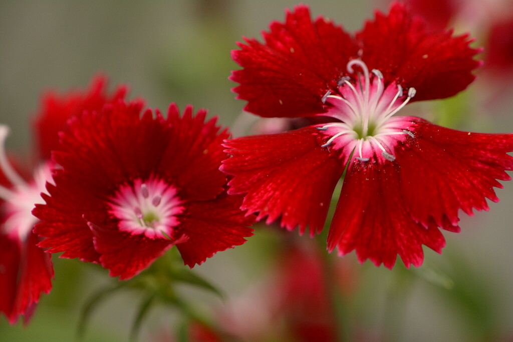 Dianthus duo.... by ziggy77