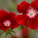 Dianthus duo.... by ziggy77