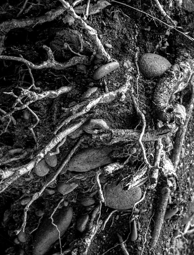 Rocks and Roots by granagringa
