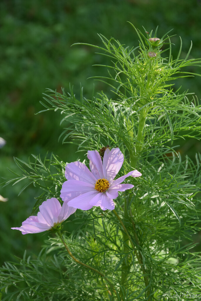 Cosmos by parisouailleurs