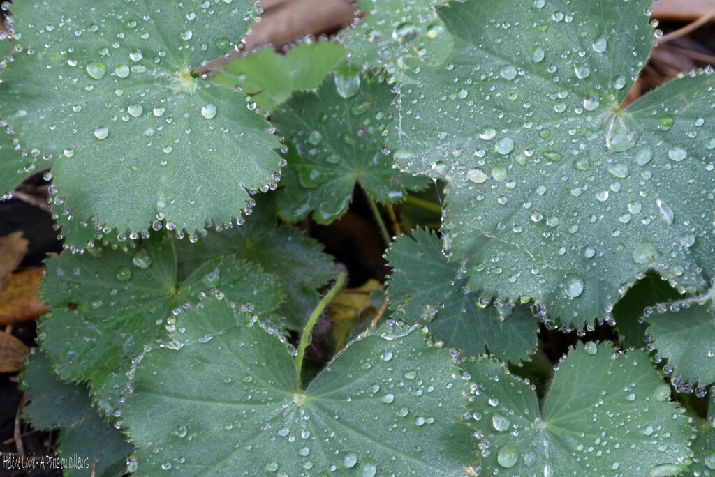 Alchemilla by parisouailleurs