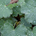 Alchemilla