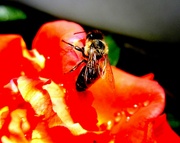 10th Sep 2023 - Pčela na cvijetu