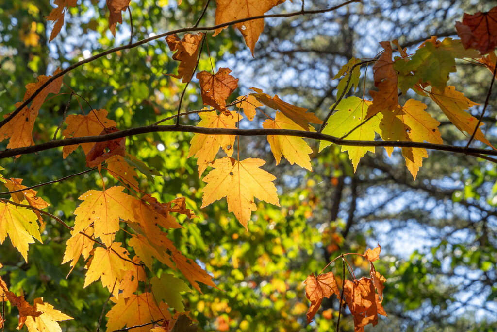 Autumn Leaves by kvphoto