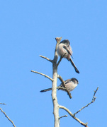 21st Sep 2023 - small visitors to the highest branch